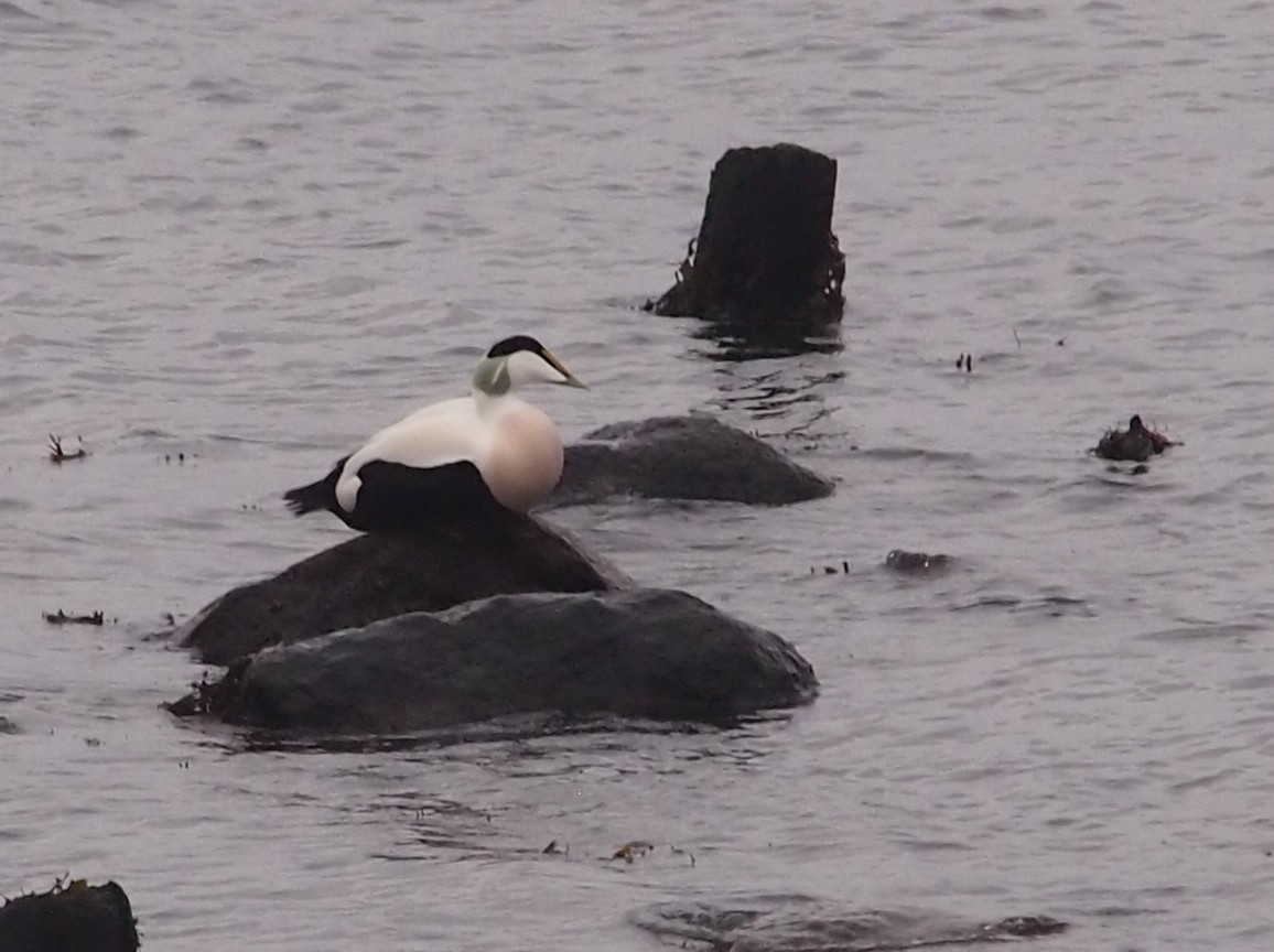 Common Eider - ML79237961