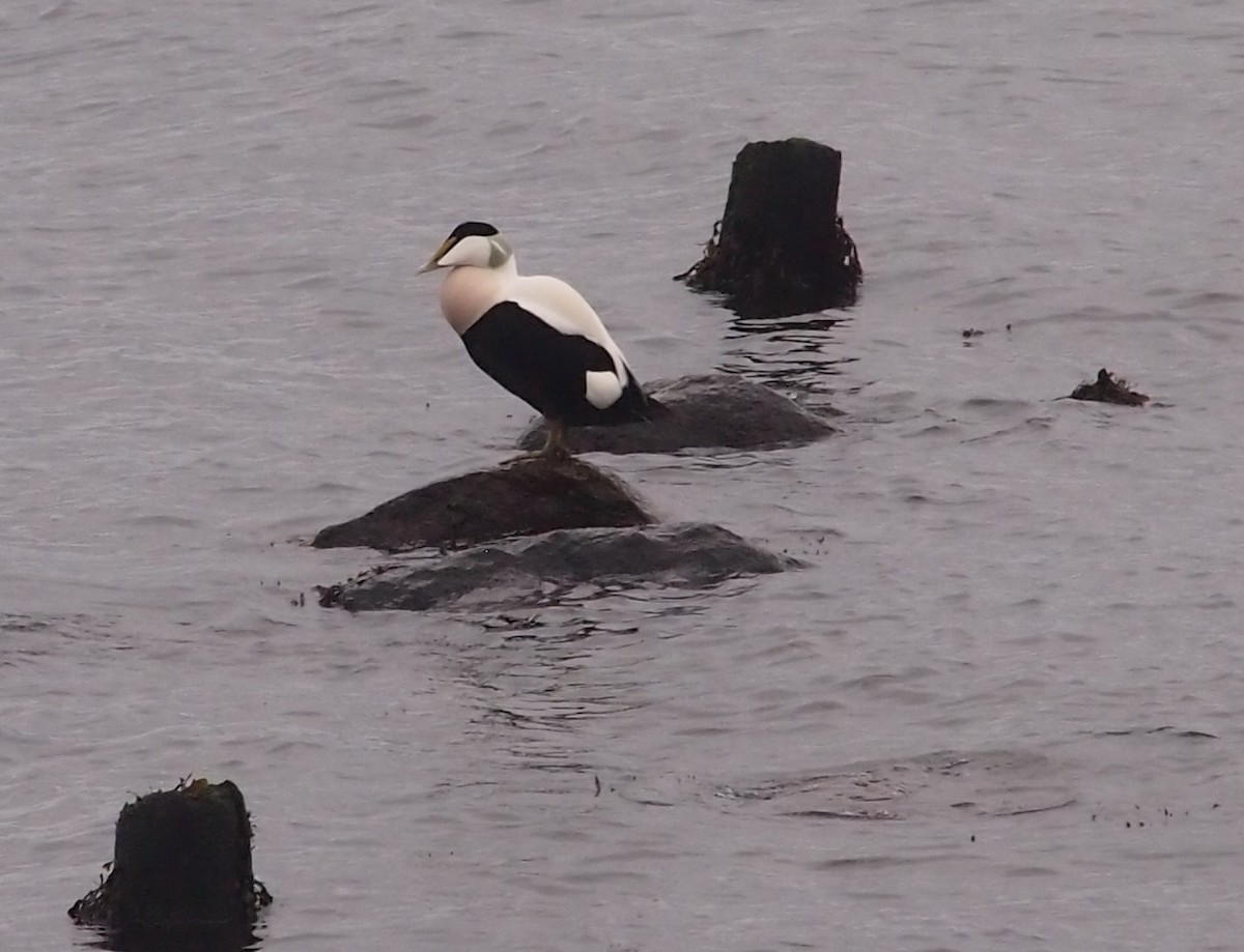 Common Eider - ML79237971