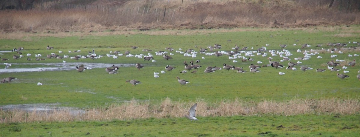 Canada Goose - ML79238241