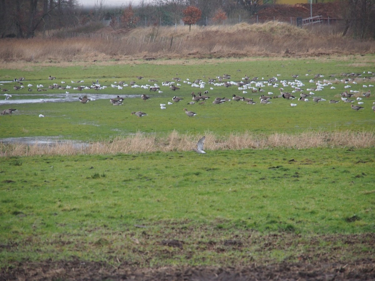 Canada Goose - ML79238251