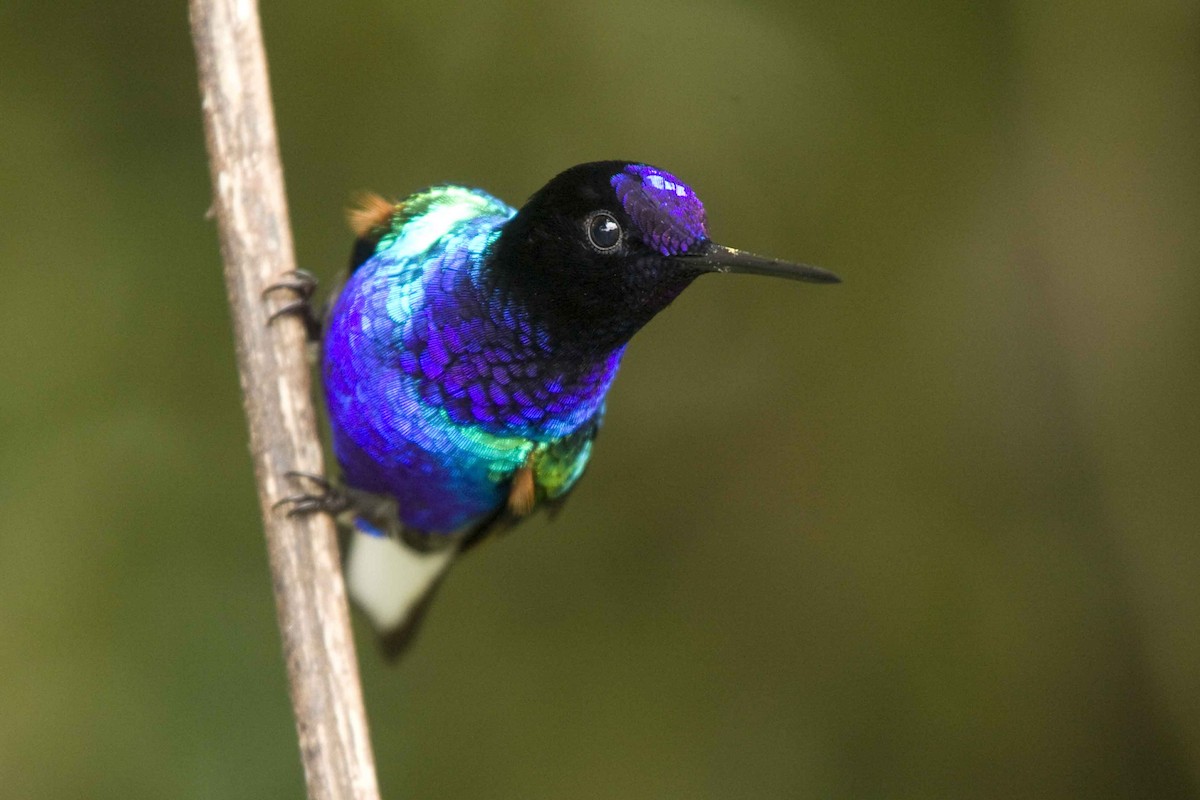 kolibřík hyacintový - ML79238511