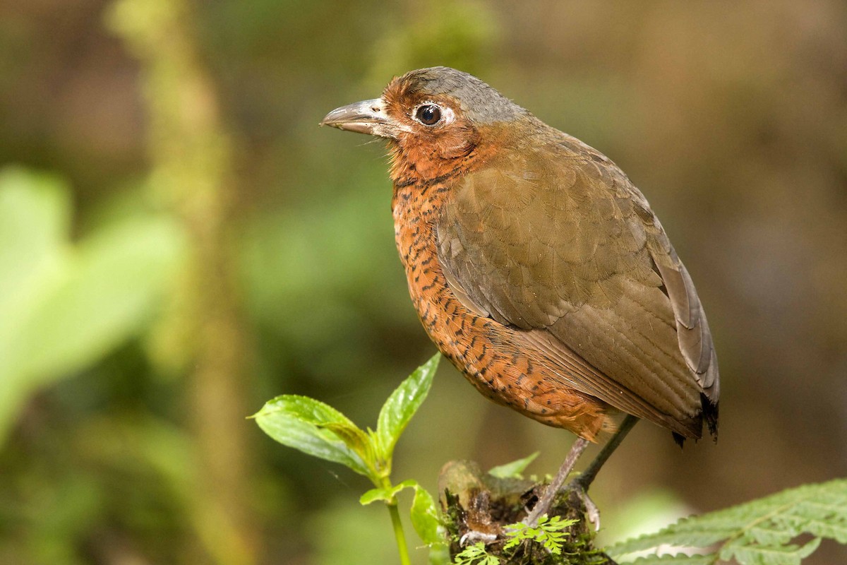 Giant Antpitta - Michael Dvorak