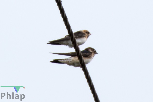 Golondrina Arborícola - ML79240341