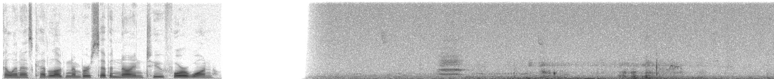Corbeau à nuque blanche - ML79241