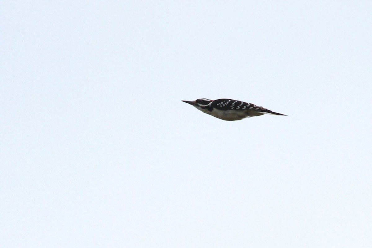 Hairy Woodpecker (Eastern) - ML79241421