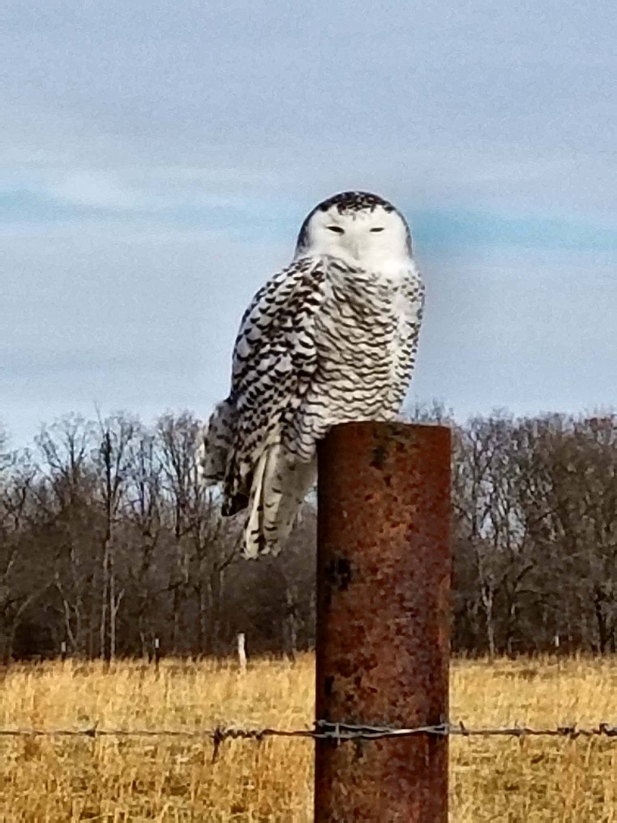 Snowy Owl - ML79241881