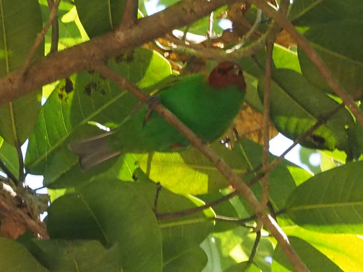 Bay-headed Tanager - ML79243221
