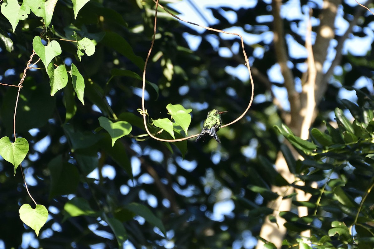 kolibřík cozumelský - ML79243481