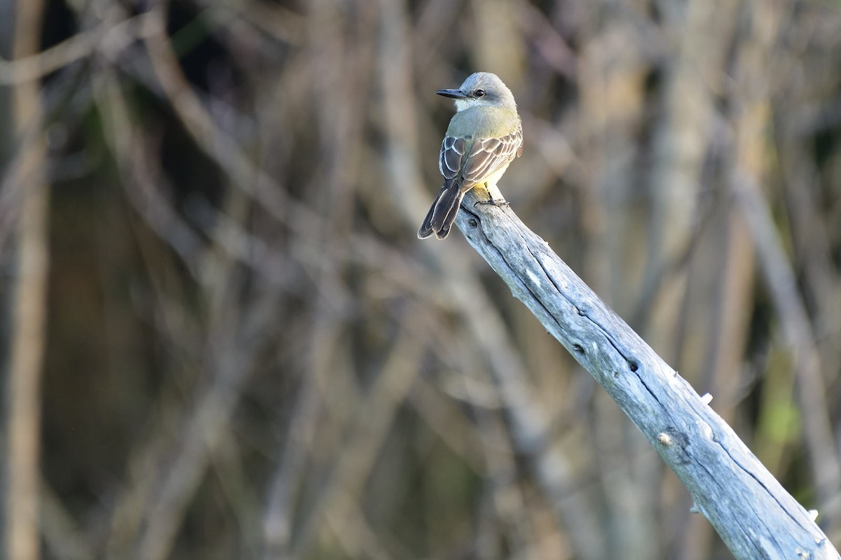 Tropical Kingbird - Luis Guillermo