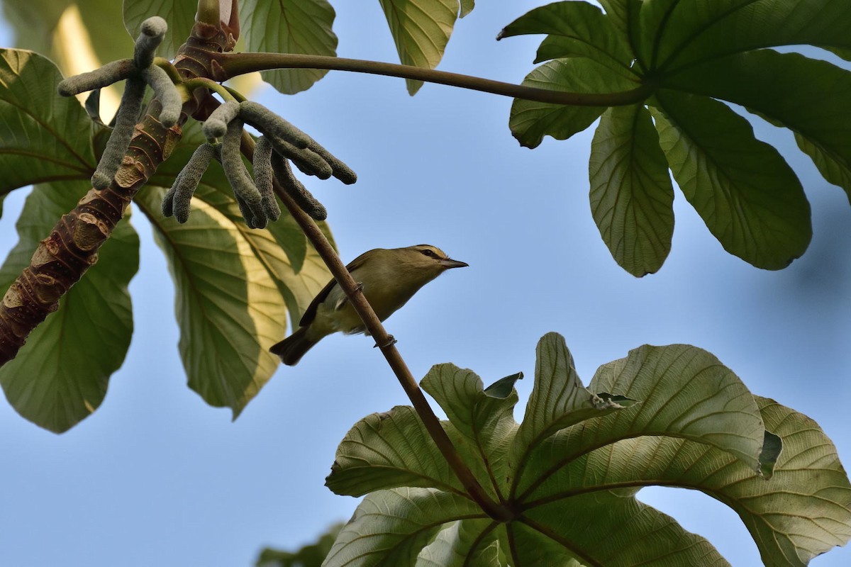 Yucatan Vireo - ML79243711