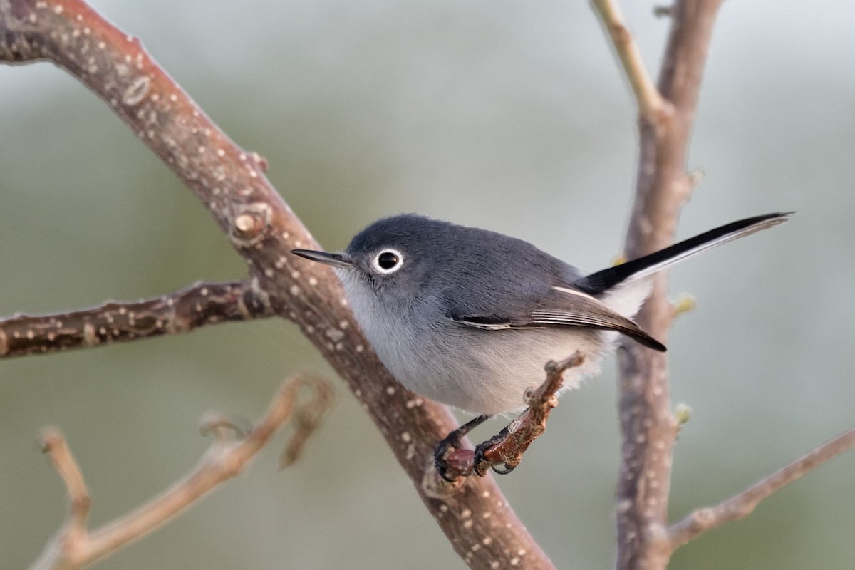 Blue-gray Gnatcatcher (Cozumel) - Luis Guillermo