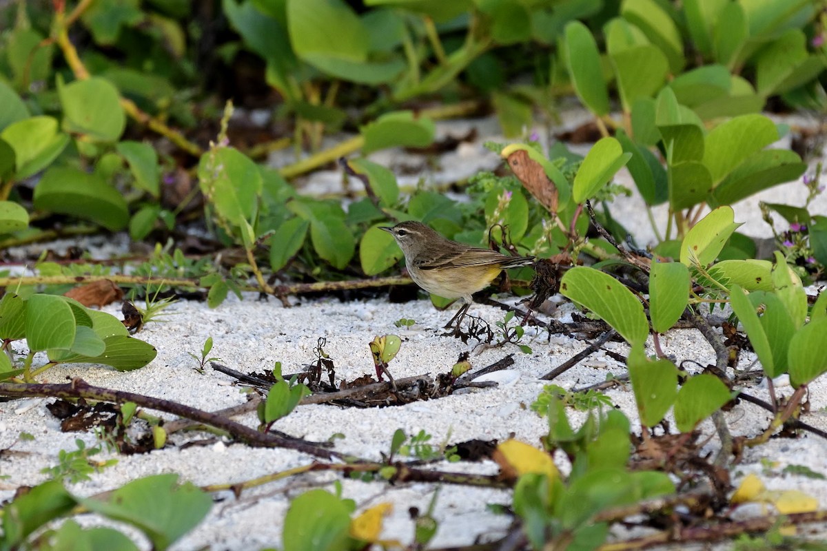 Palm Warbler - ML79244191