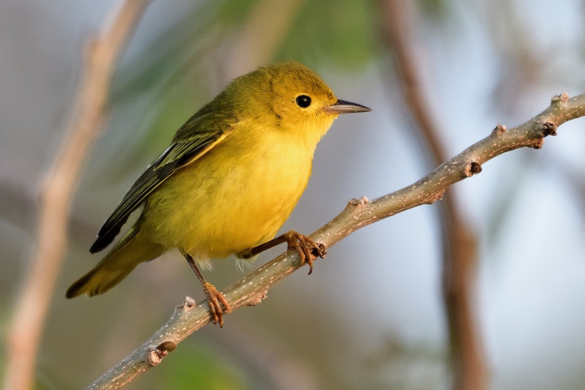 Yellow Warbler - ML79244461