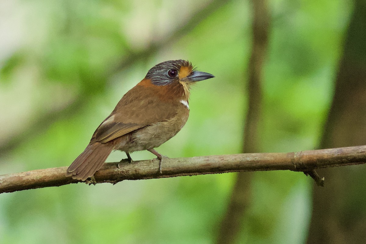 Rufous-necked Puffbird - Luiz Matos