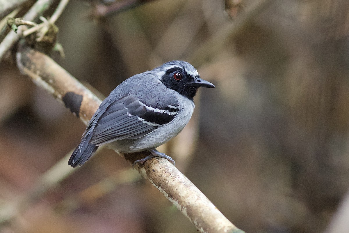 Black-faced Antbird - Luiz Matos