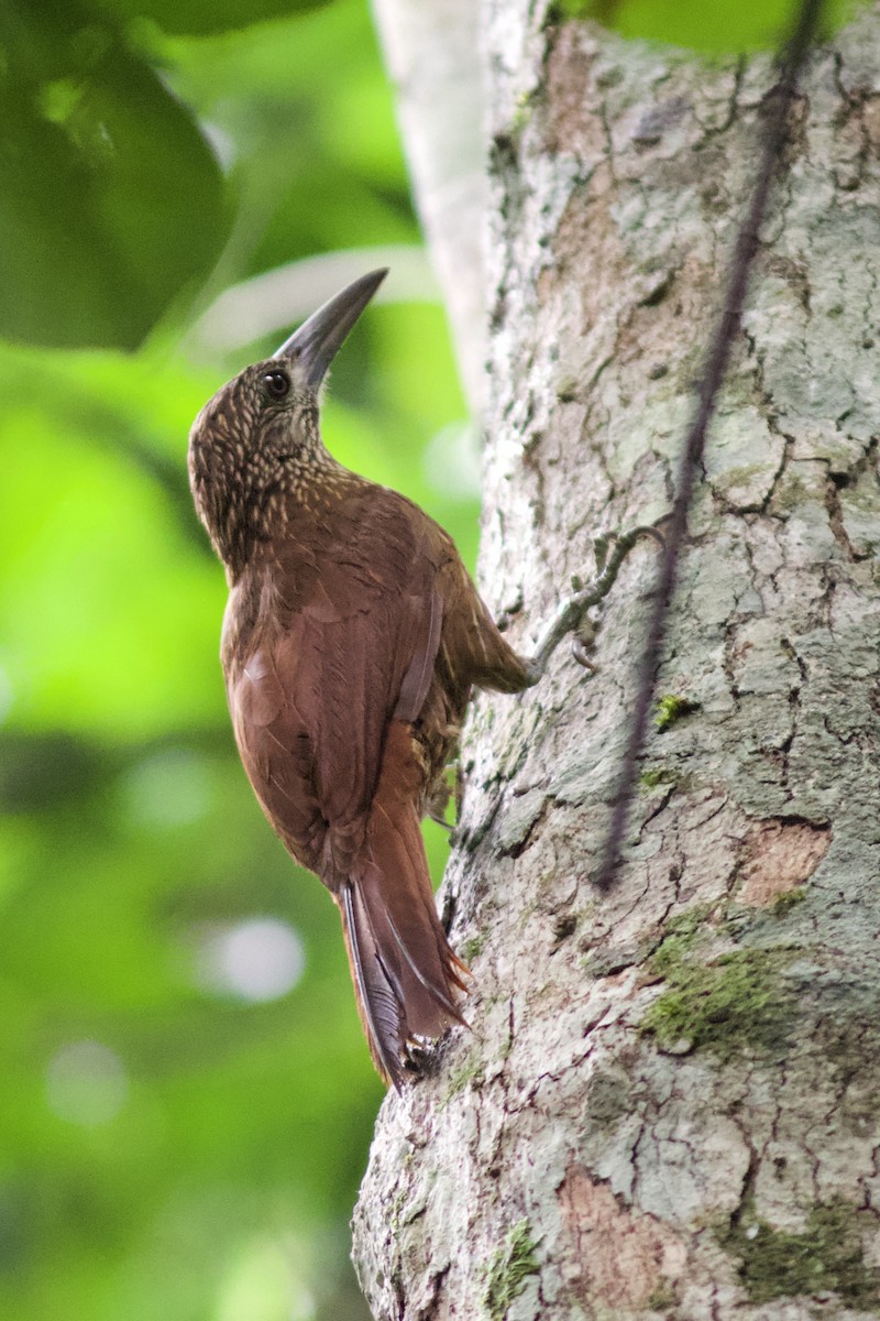 Strong-billed Woodcreeper (Carajas) - Luiz Matos