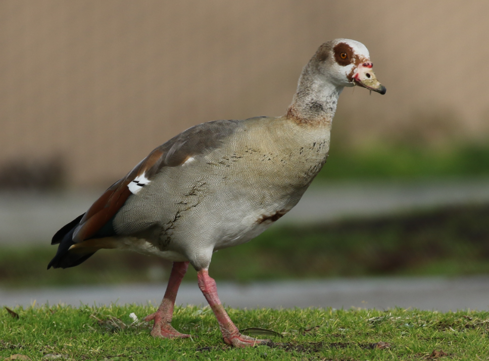 Egyptian Goose - ML79247531