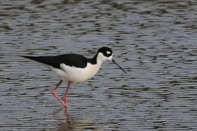 Black-necked Stilt - C. Jackson