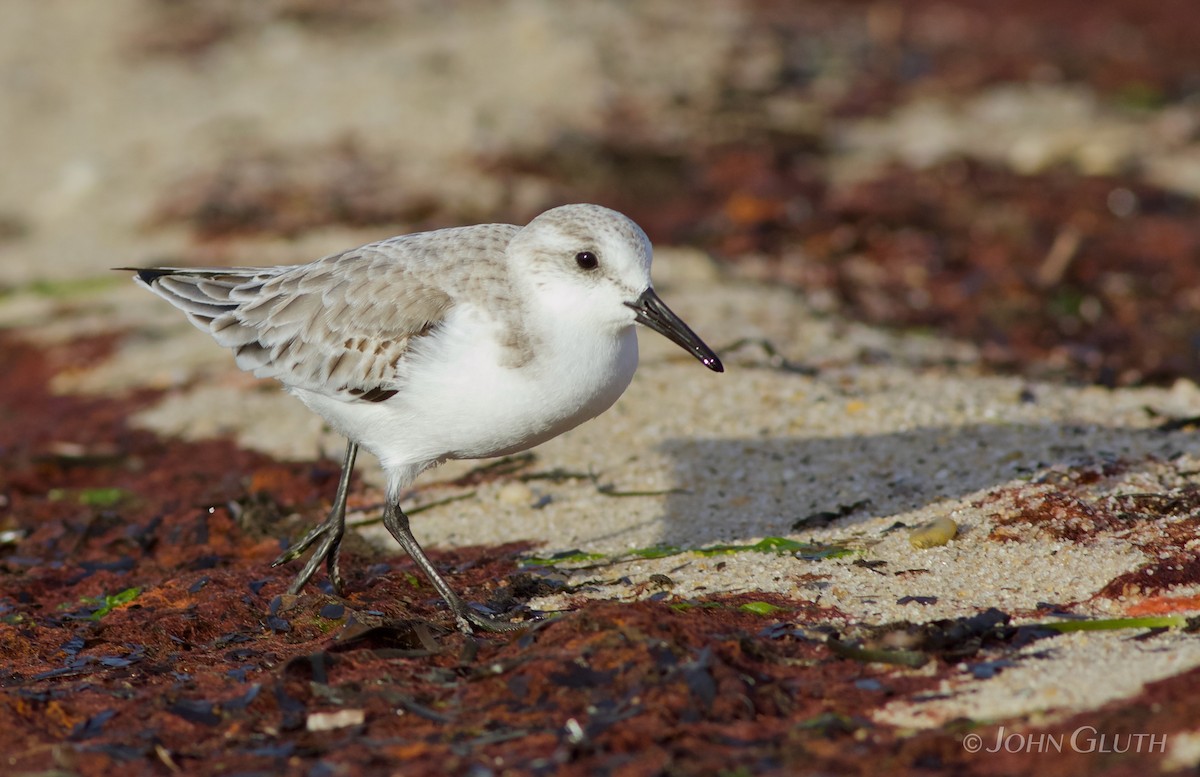 Sanderling - John Gluth