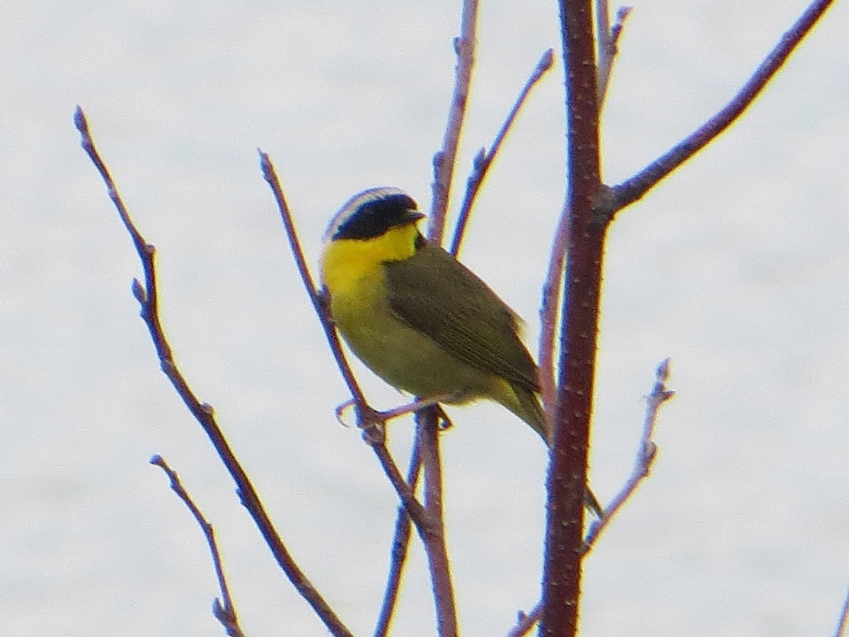 Common Yellowthroat - ML79250891