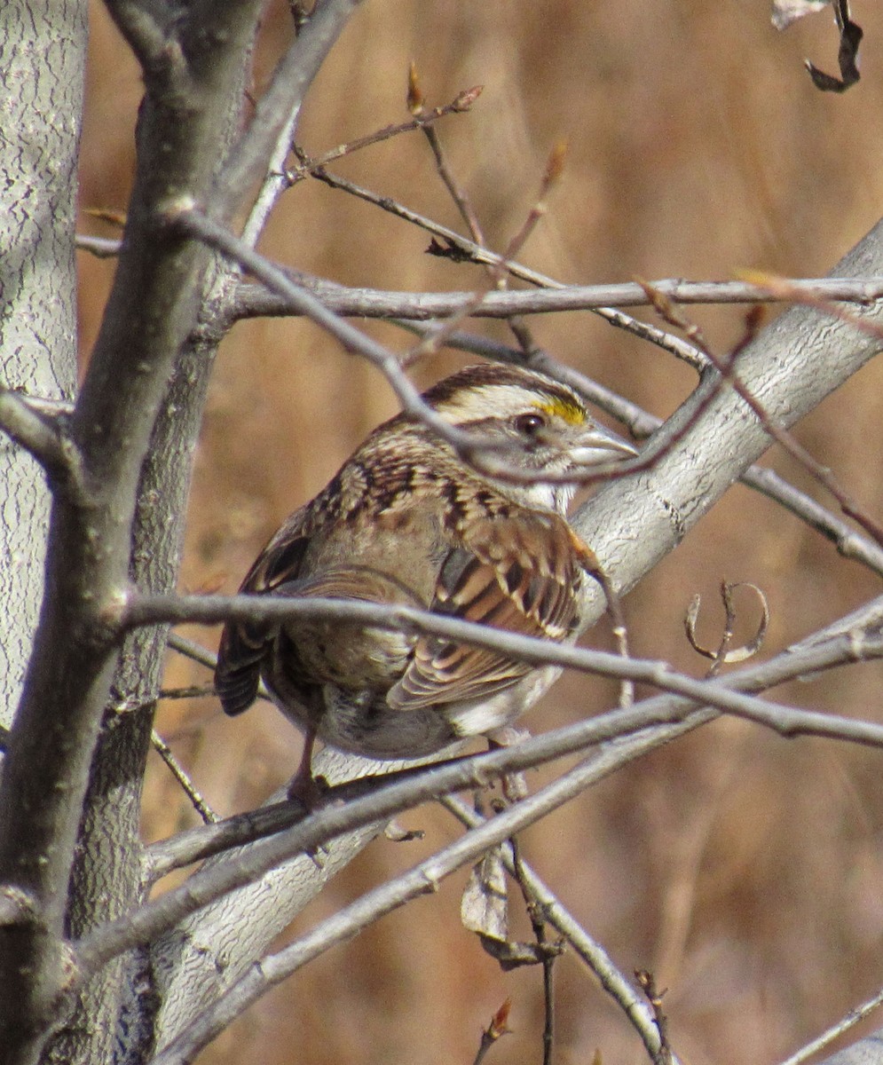 White-throated Sparrow - ML79250971