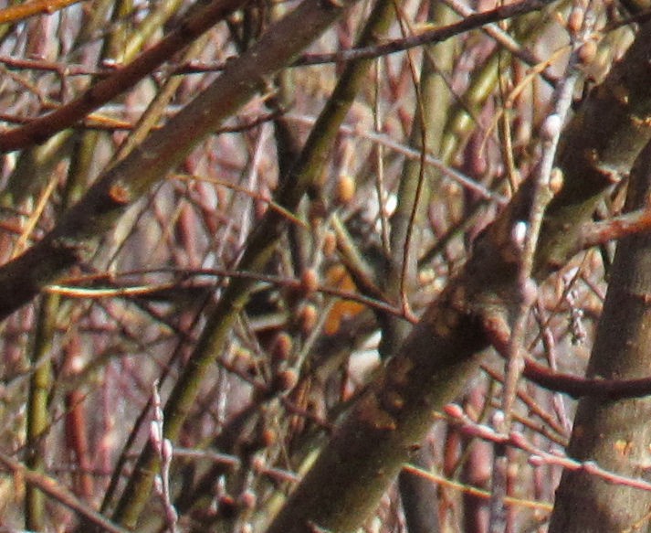 Spotted Towhee - ML79251111