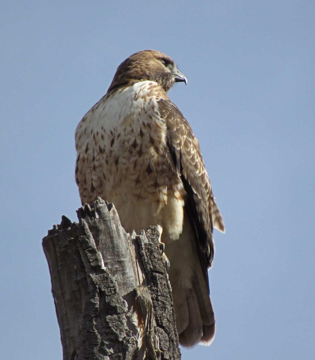Red-tailed Hawk - ML79251381