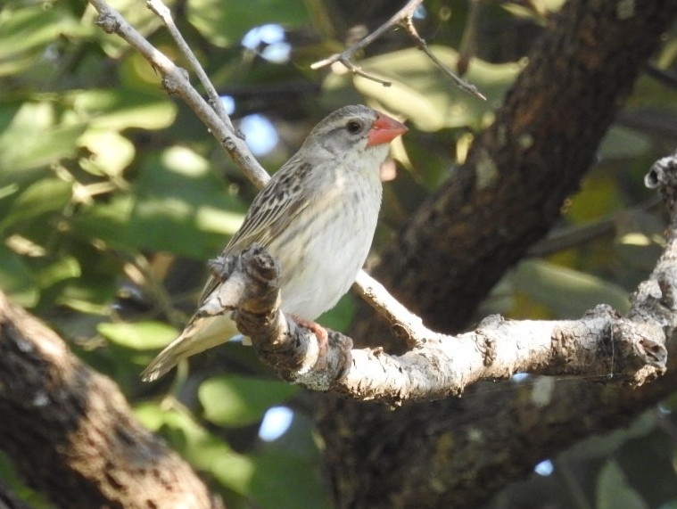 Red-billed Quelea - ML79252591