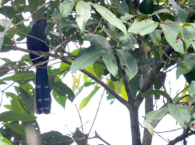 Chestnut-bellied Malkoha - Choy Wai Mun