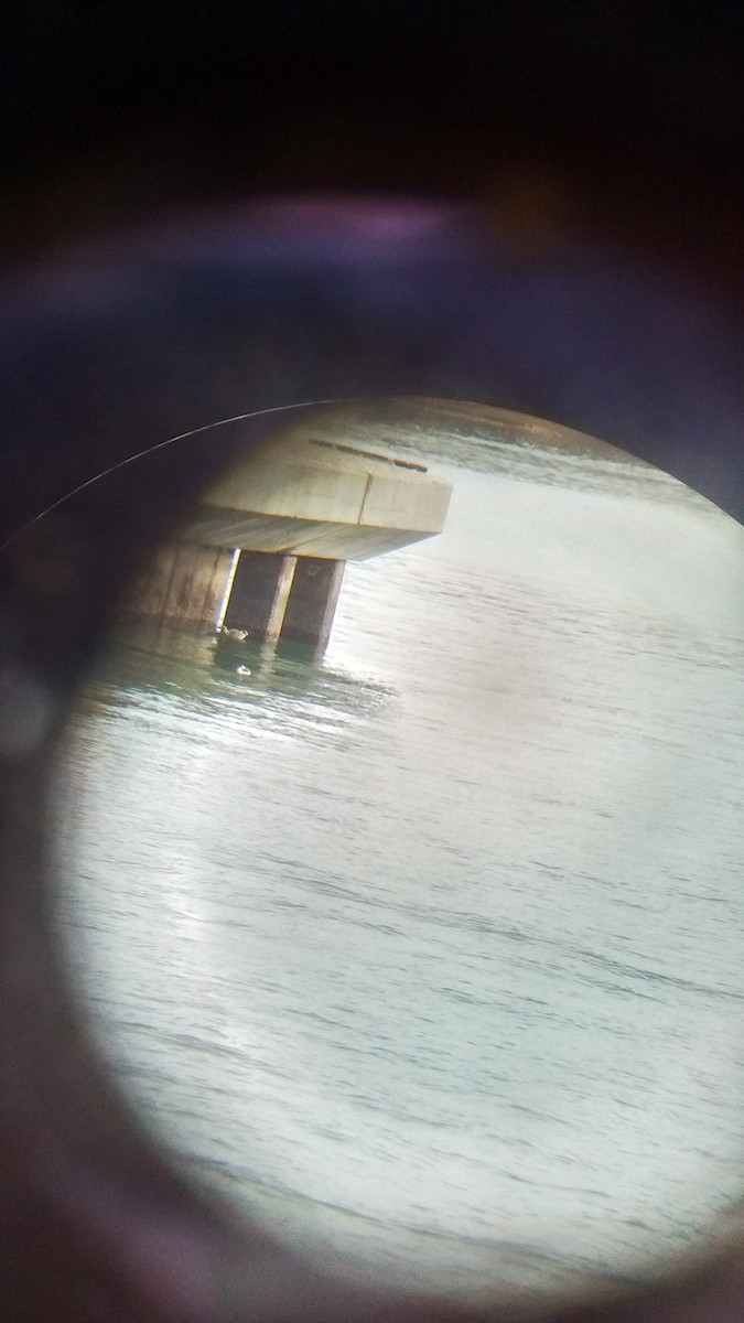 Common Murre - ML79254951