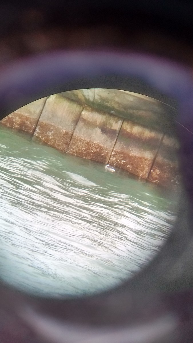 Common Murre - ML79254961