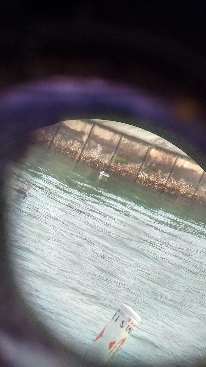 Common Murre - ML79254971