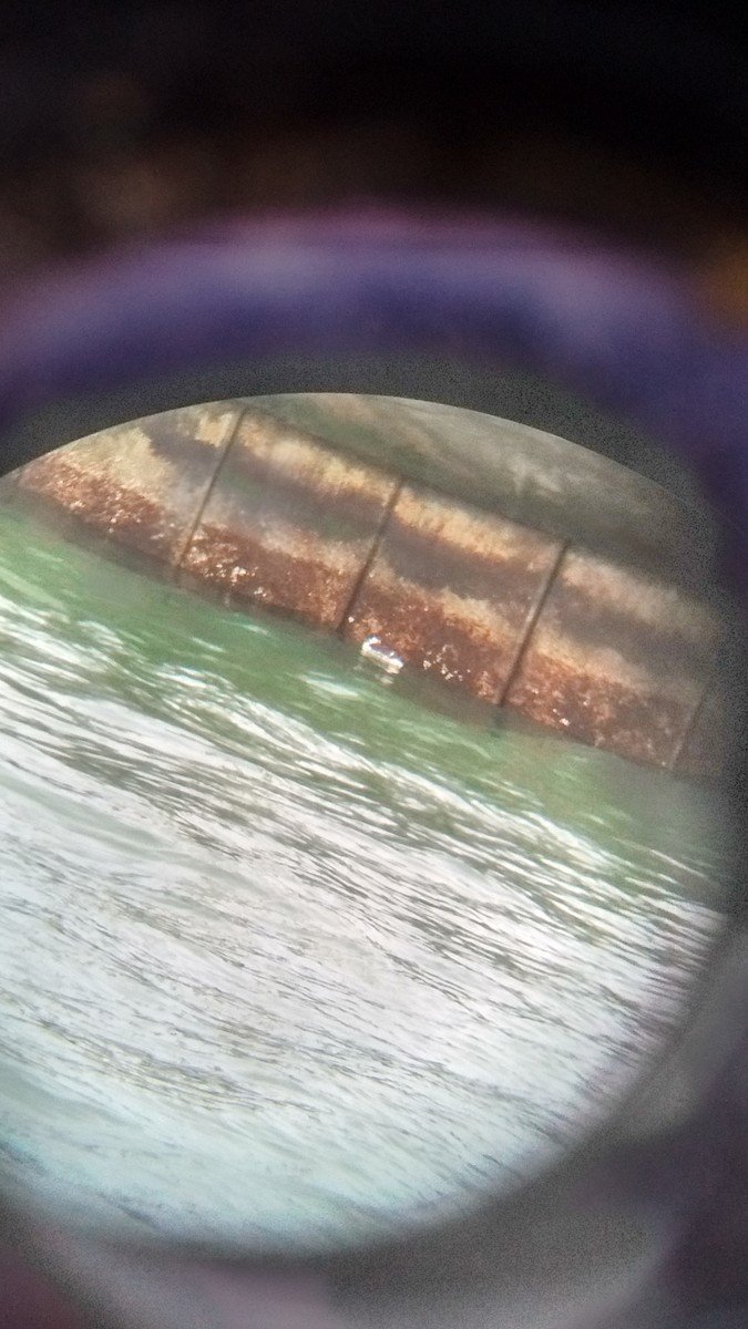 Common Murre - ML79254981