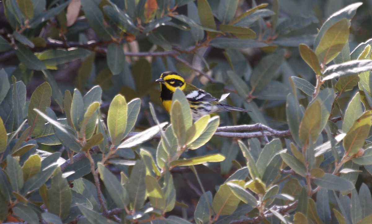 Townsend's Warbler - ML79255651