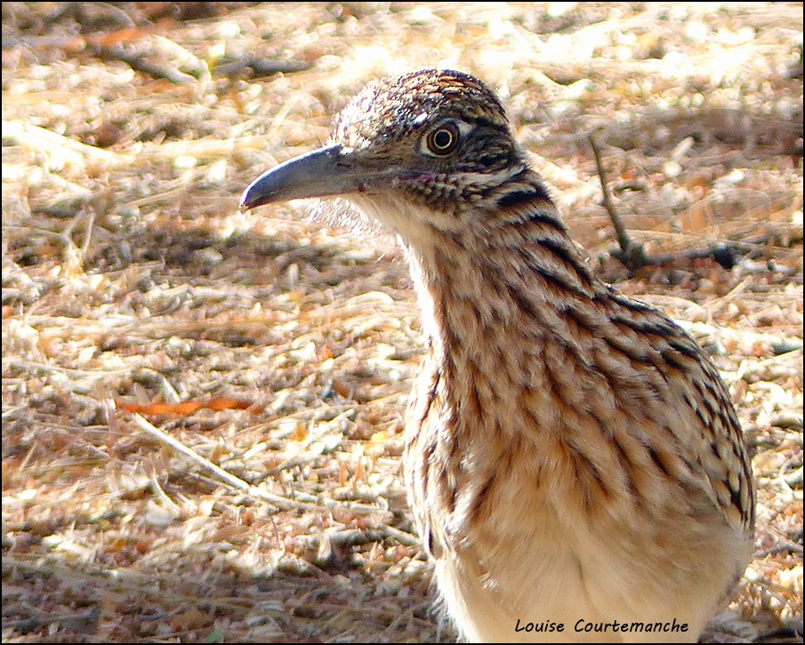 Greater Roadrunner - ML79256101