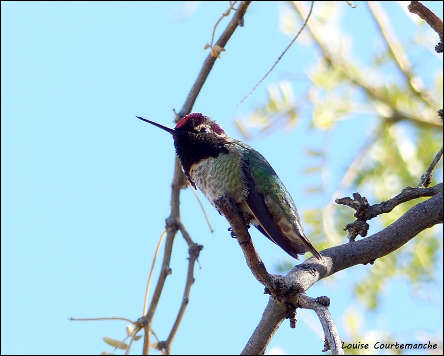 Anna's Hummingbird - ML79256131