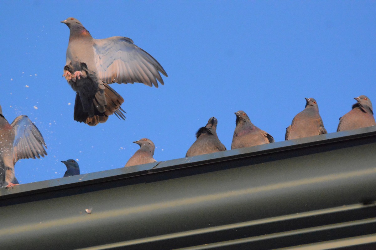 Rock Pigeon (Feral Pigeon) - Richard Garrigus