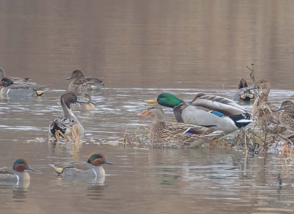 Canard colvert - ML79256731