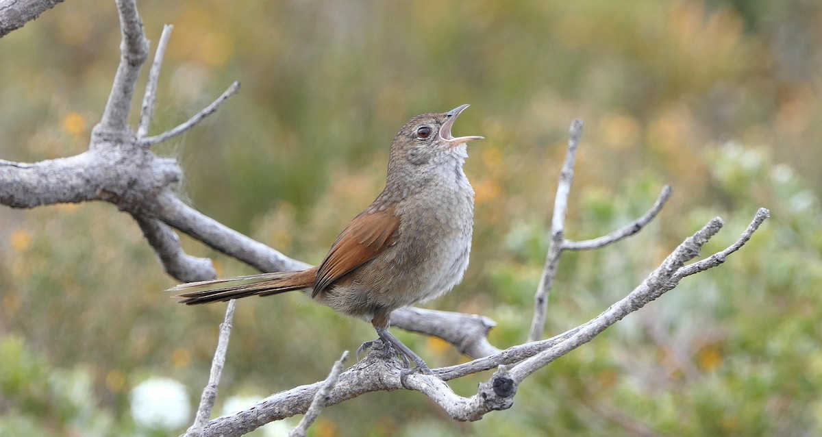 Western Bristlebird - Randall Siebert
