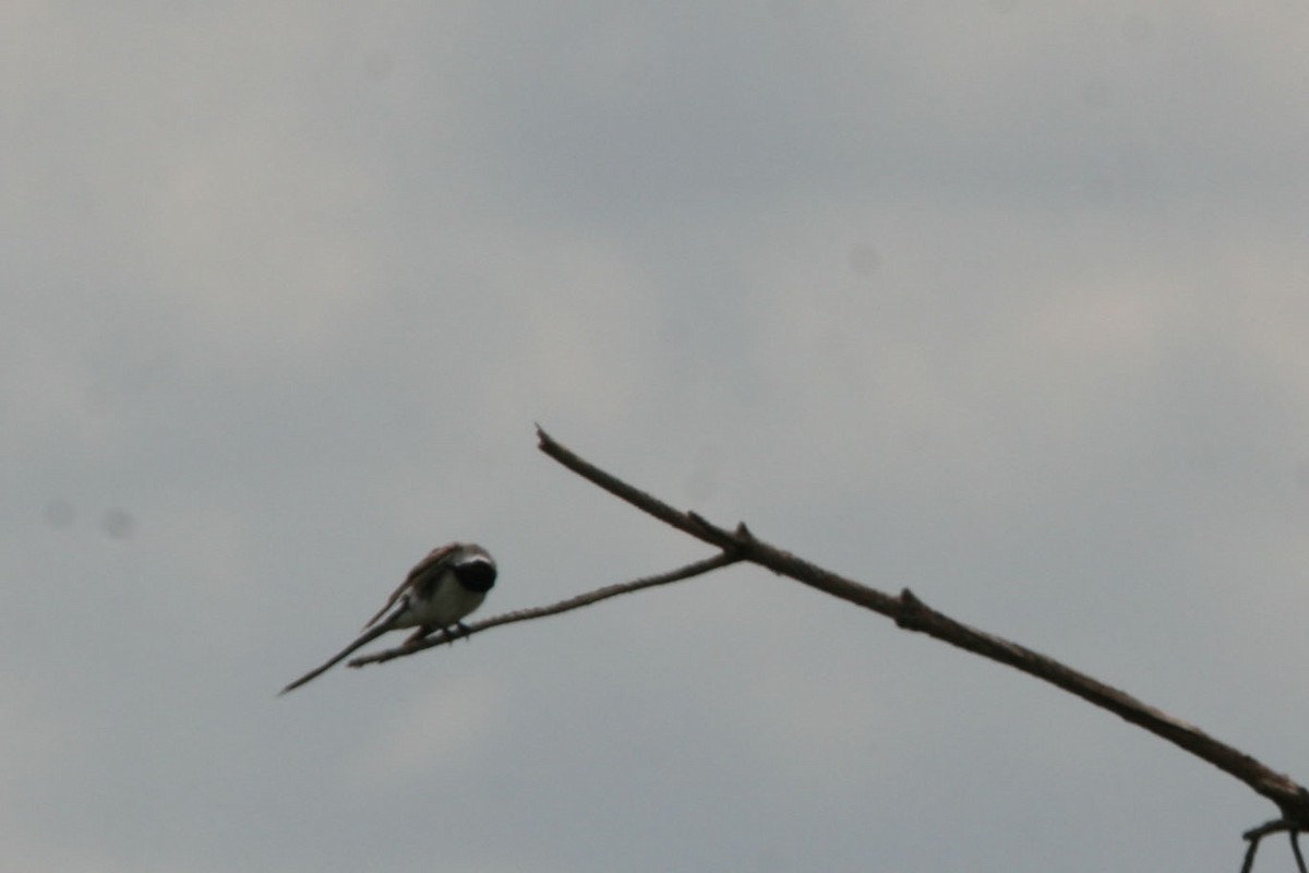 Fork-tailed Flycatcher - ML79260021