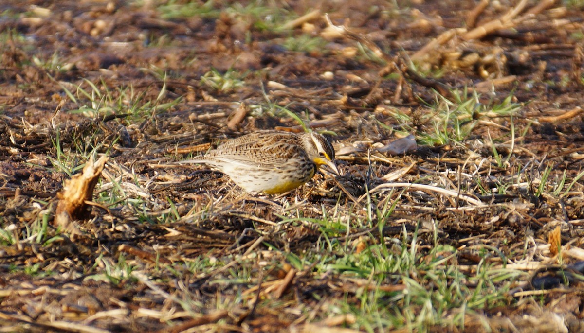 Western Meadowlark - ML79260391