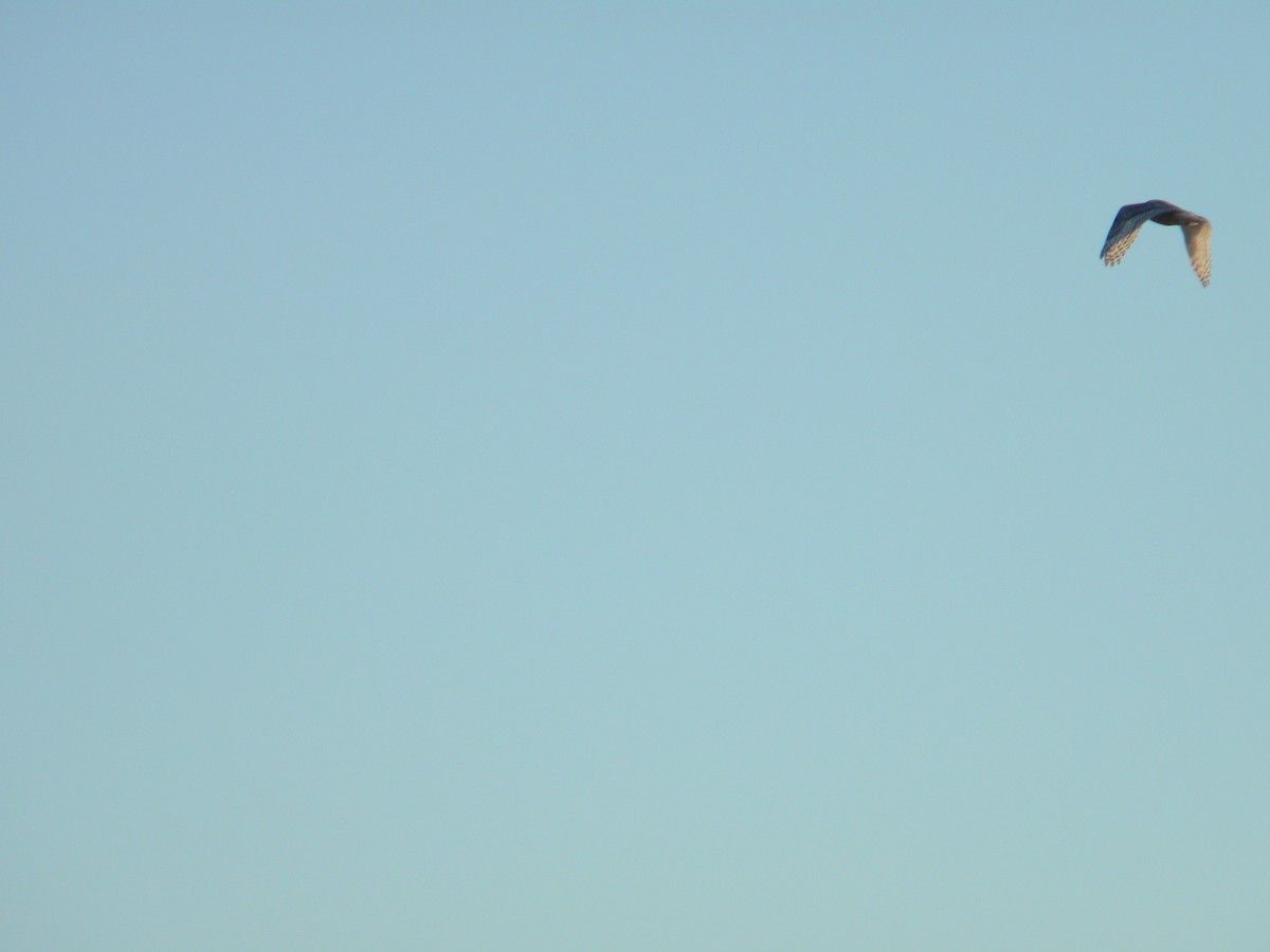 Snowy Owl - ML79261051