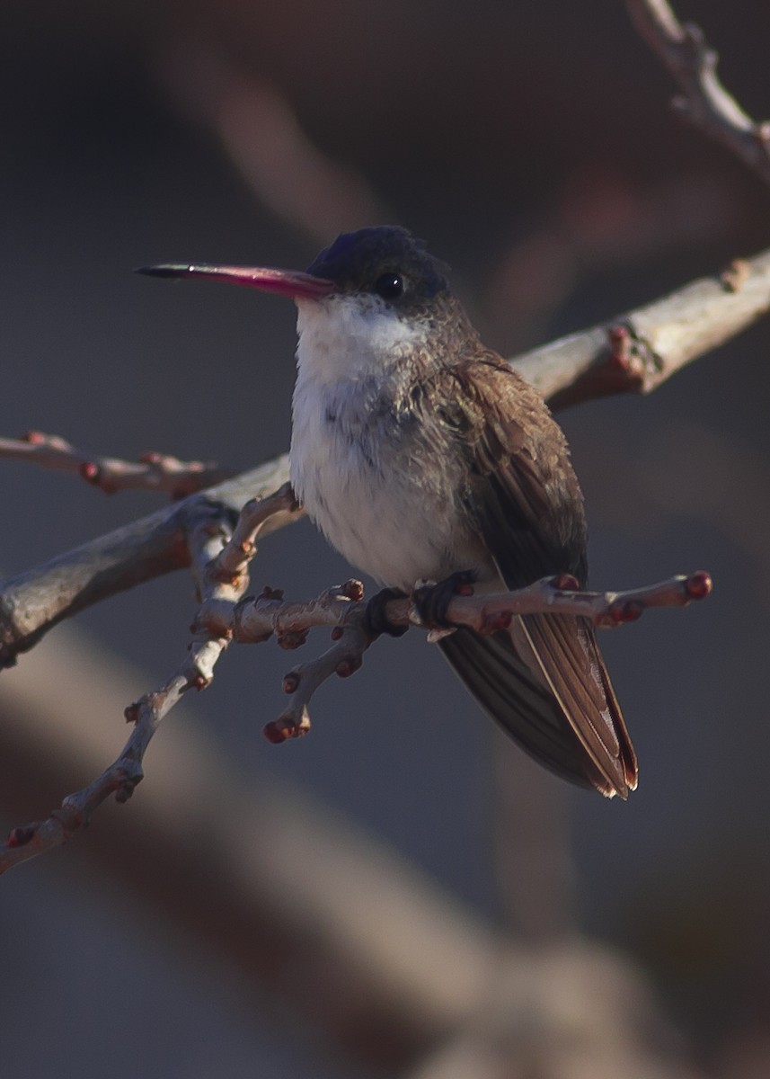 Violet-crowned Hummingbird - ML79261731