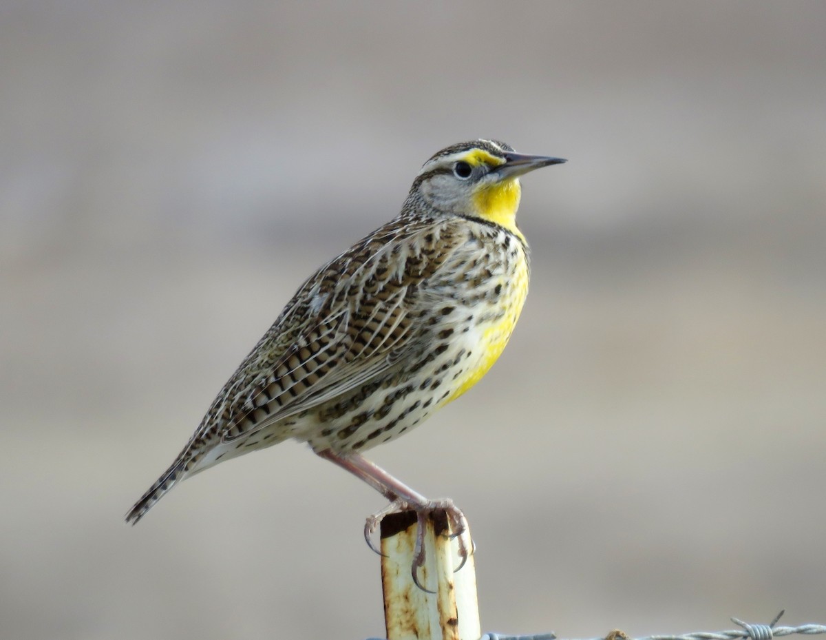 Western Meadowlark - Petra Clayton