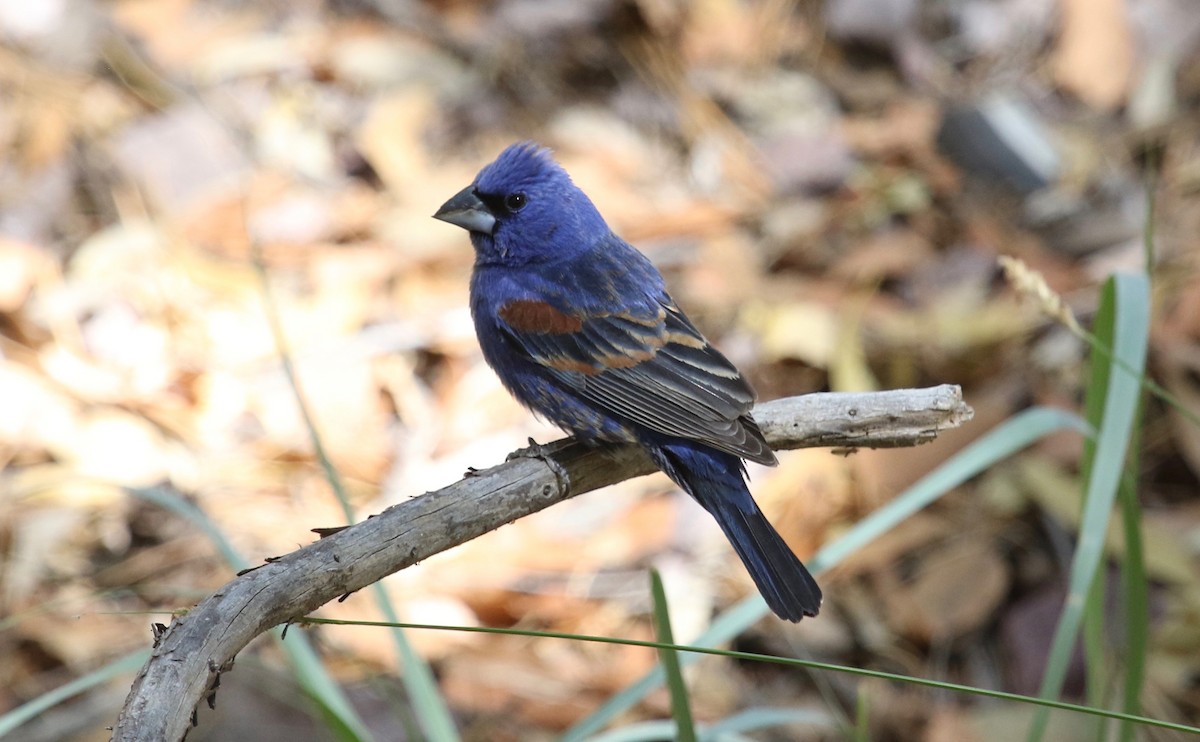 Blue Grosbeak - ML79264161