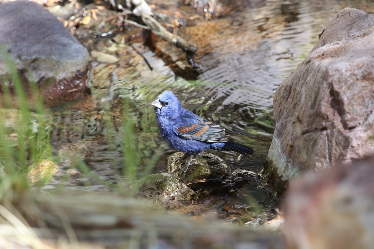 Blue Grosbeak - ML79264301