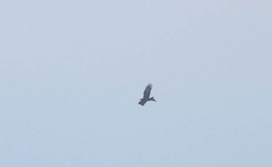 Wedge-tailed Eagle - Ian Davies