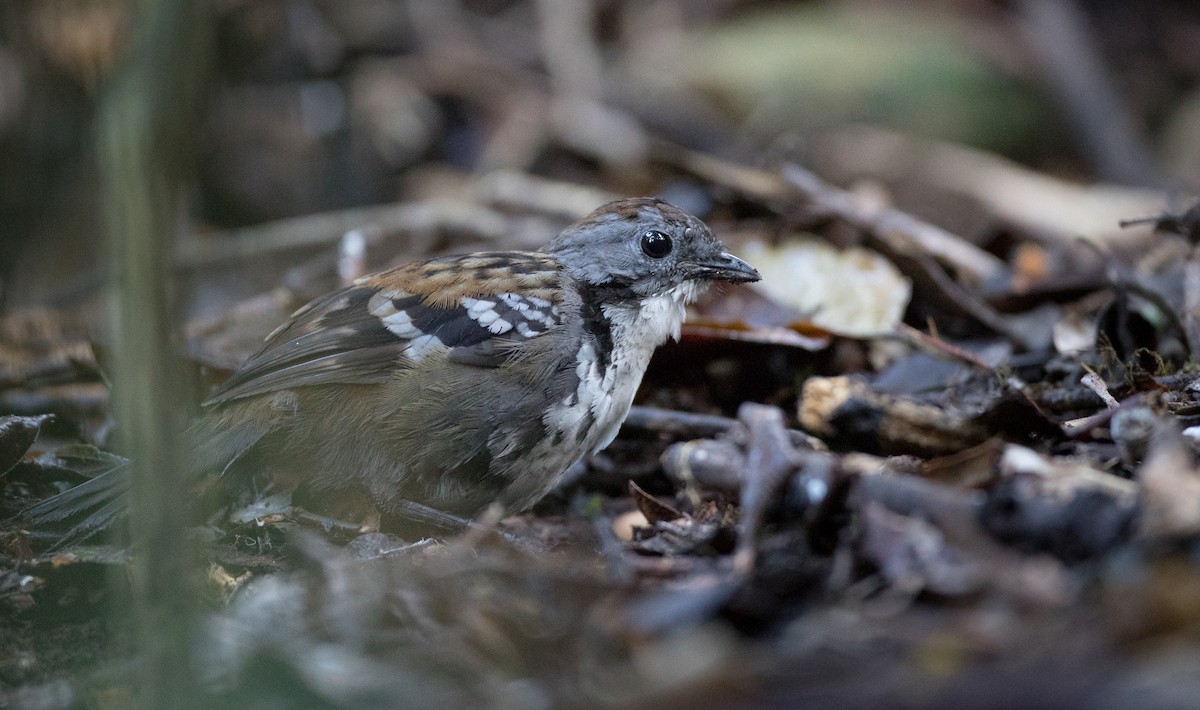 Australian Logrunner - ML79265961