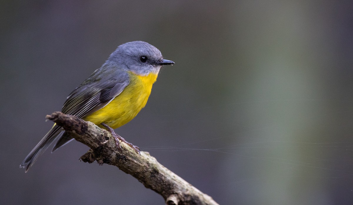 Eastern Yellow Robin - ML79265981