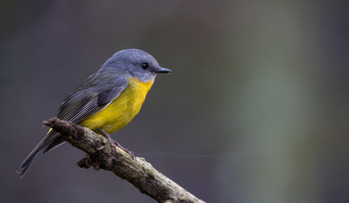 Eastern Yellow Robin - ML79265991